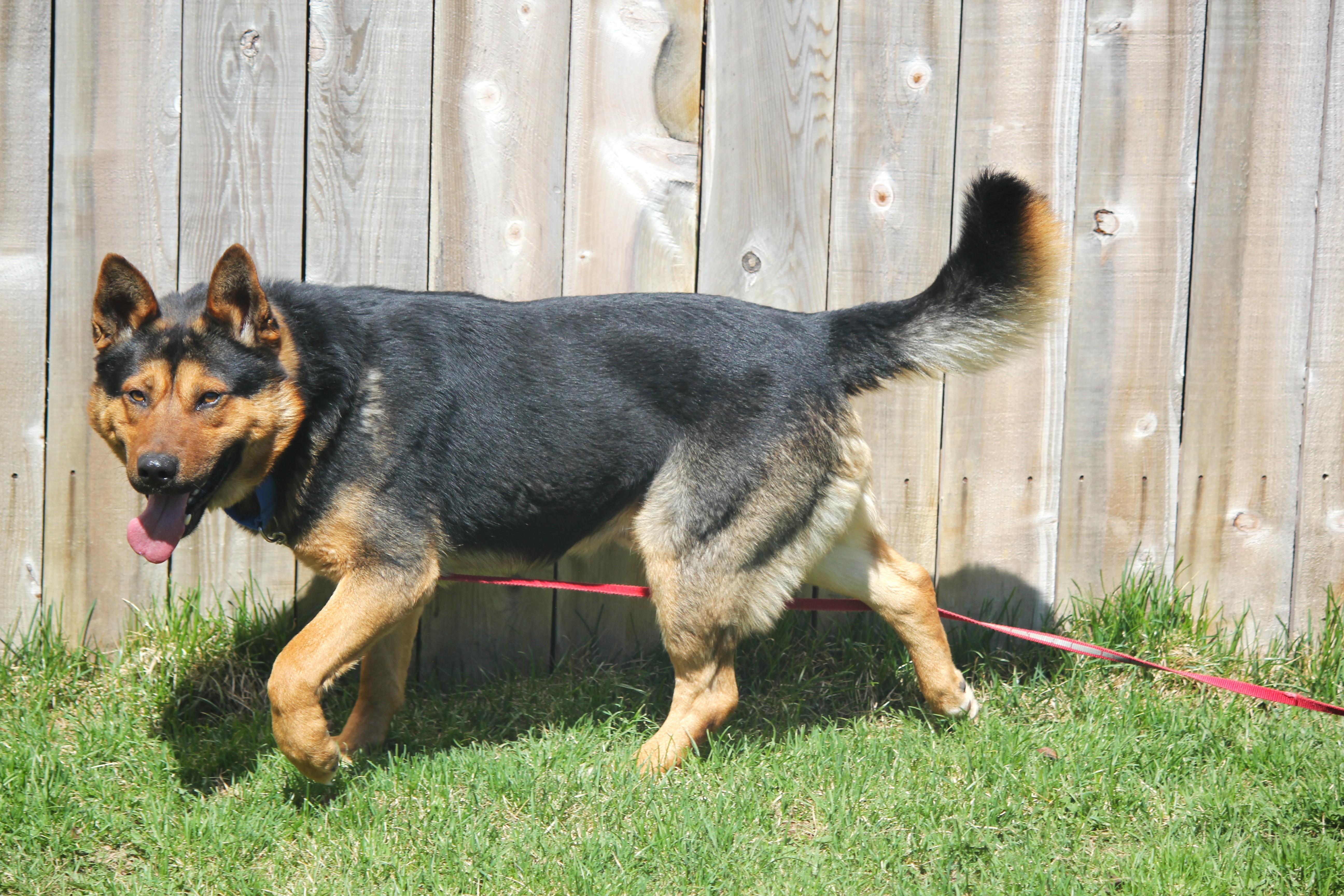 A young large-sized male Brown / Chocolate German Shepherd Dog dog named Biscuit for adoption in Hayward, WI