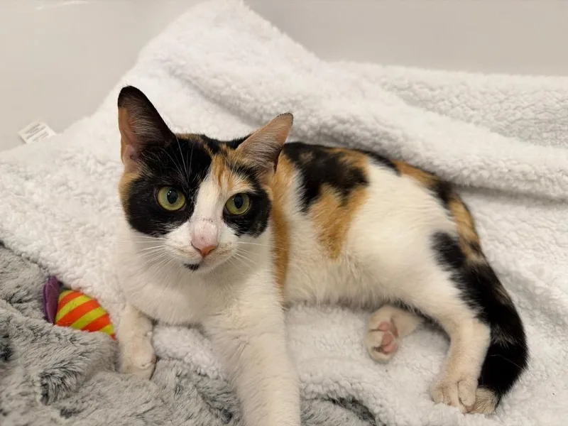 A young medium-sized female Calico cat named Tinkerbell for adoption in San Antonio, TX