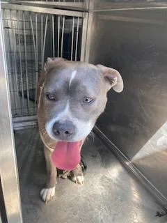 A young medium-sized female Mixed Breed dog named Coco for adoption in Dallas, TX