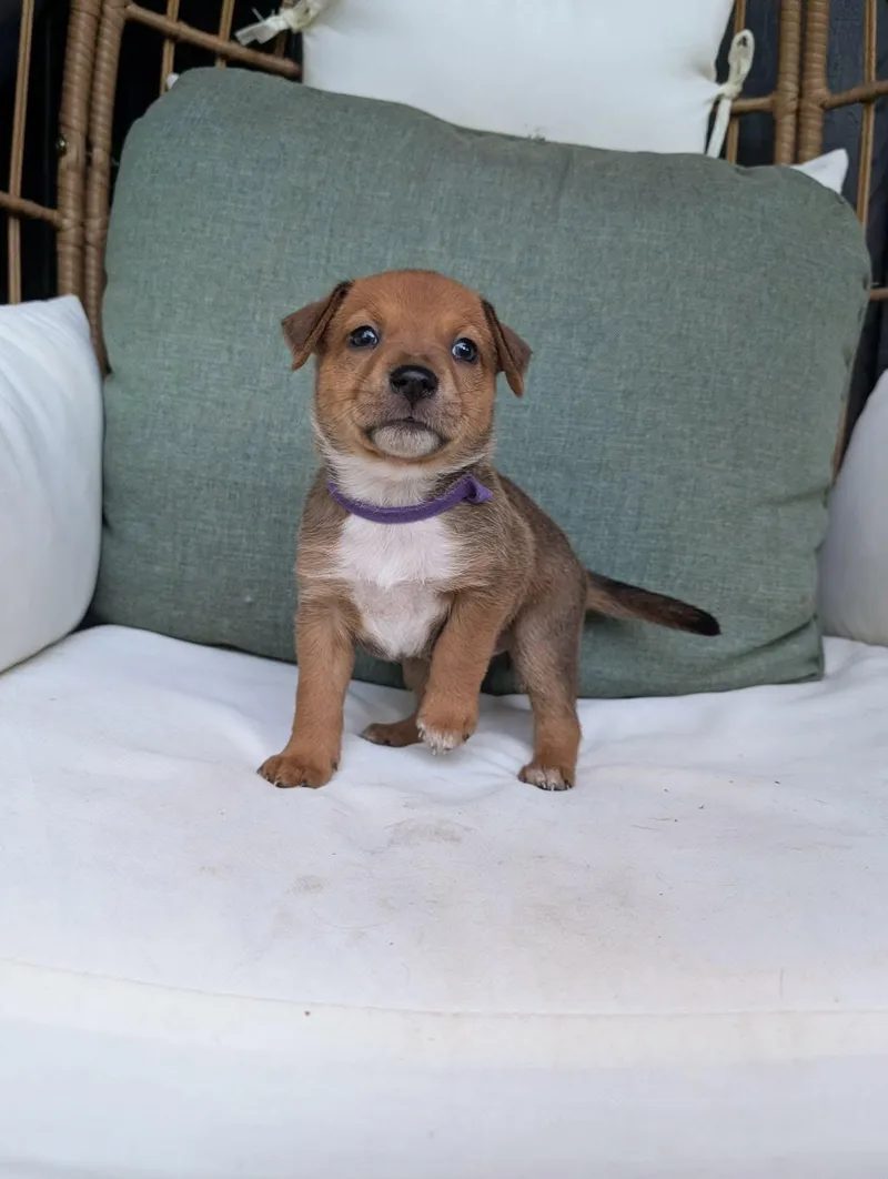 A baby medium-sized female Australian Shepherd dog named Zappos for adoption in New Baltimore, MI
