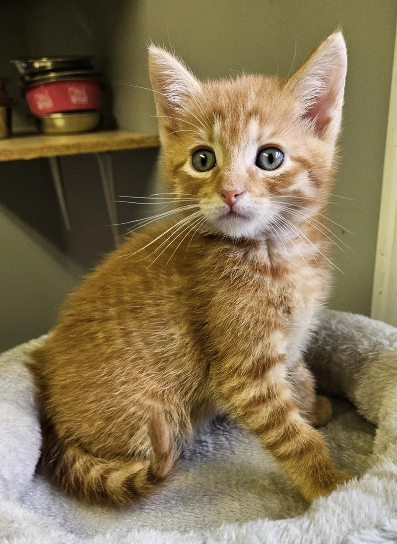 A baby small-sized male Tabby (Orange / Red) Domestic Short Hair cat named Chanterelle for adoption in Brockport, NY