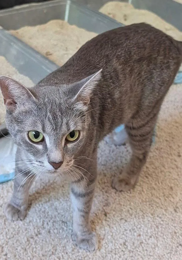 An adult medium-sized female Domestic Short Hair cat named Queen Elizabeth aka Queenie for adoption in Phoenix, AZ