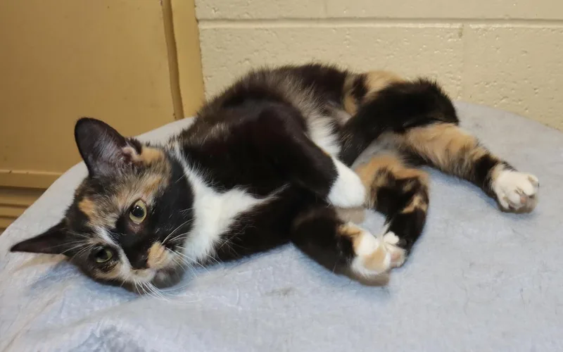 A young medium-sized female Calico cat named Coco for adoption in Euclid, OH