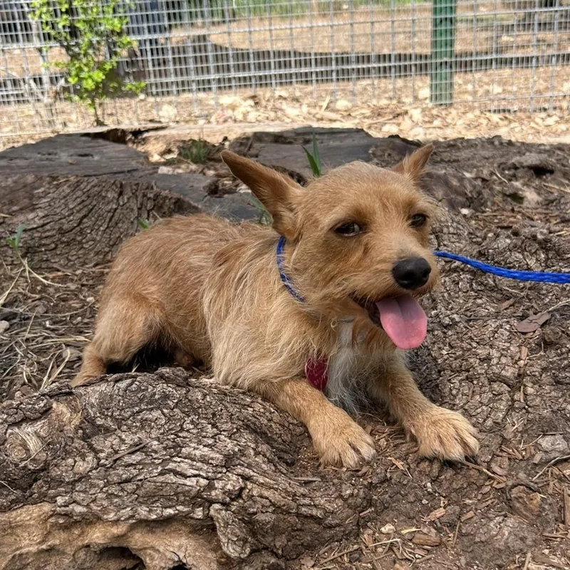An adult small-sized male Yellow / Tan / Blond / Fawn Terrier dog named Maurice for adoption in Wimberley, TX