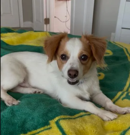 An adult small-sized male White / Cream Chihuahua dog named David for adoption in Justin, TX