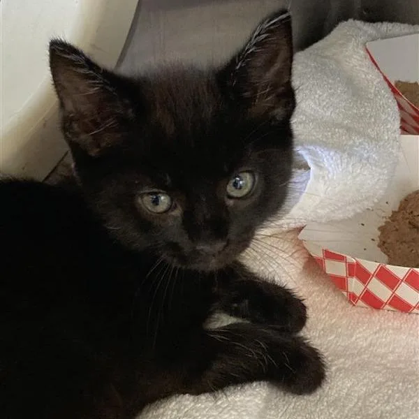 A baby small-sized female Black Domestic Short Hair cat named Moonstone for adoption in Hawthorne, CA