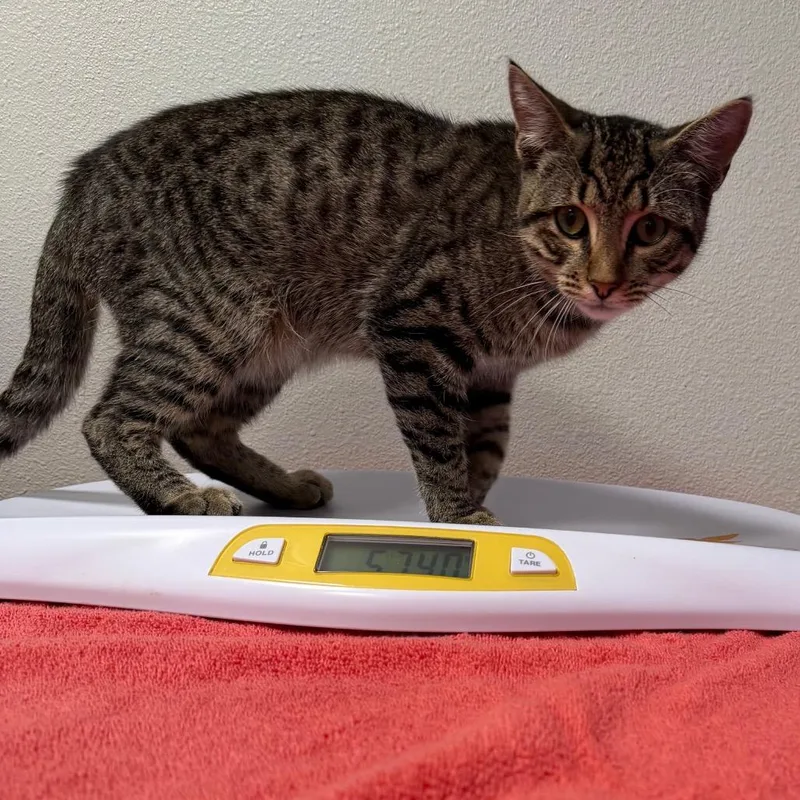 A young medium-sized male Brown / Chocolate Domestic Short Hair cat named Gabe for adoption in Englewood, FL