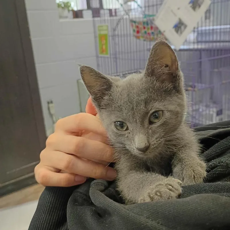 A baby small-sized female Gray / Blue / Silver Domestic Short Hair cat named Bonnie for adoption in Duncan, OK