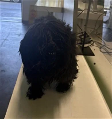 A young medium-sized male Mixed Breed dog named Rico for adoption in Los Angeles, CA