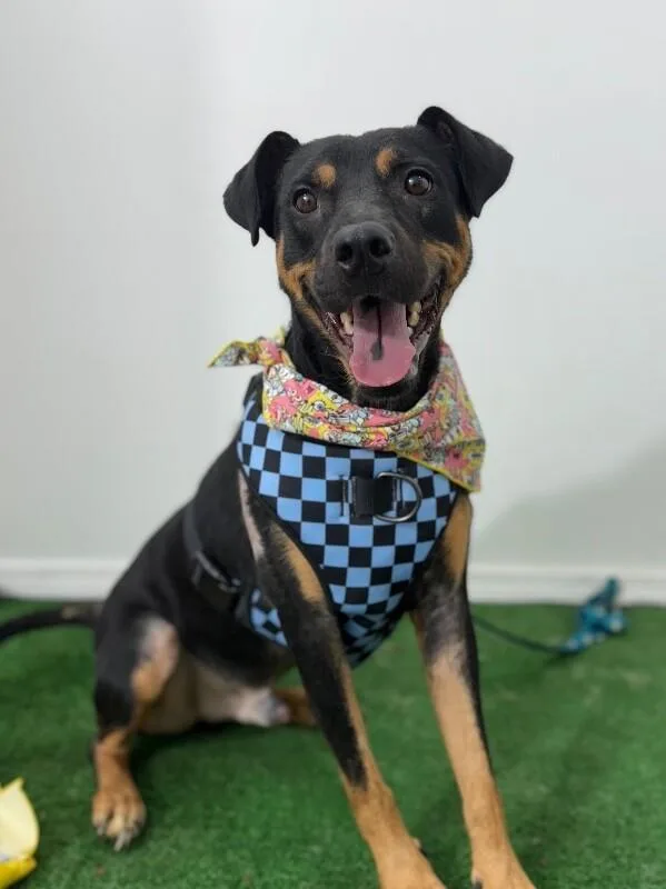 A young large-sized male Black German Pinscher dog named Chico for adoption in Carlsbad, CA