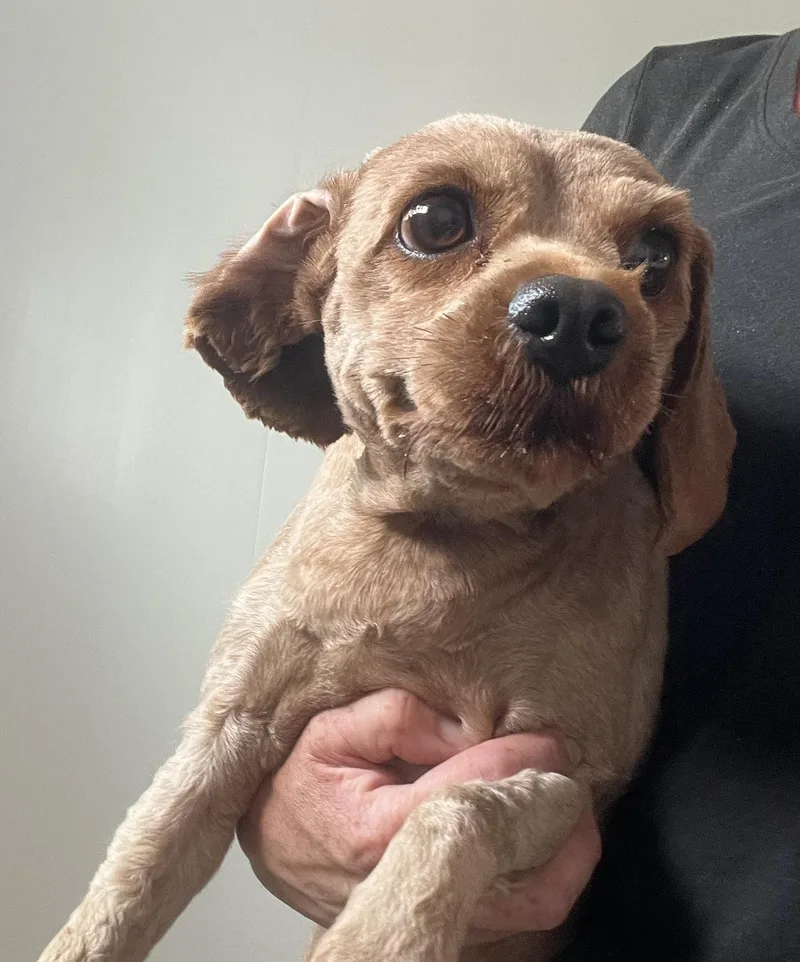 An adult small-sized female Cockapoo dog named Dolly for adoption in Havertown, PA