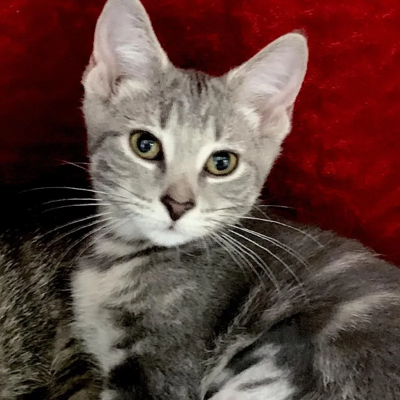 A baby small-sized female Gray / Blue / Silver Domestic Short Hair cat named Catacomb for adoption in Chicago, IL