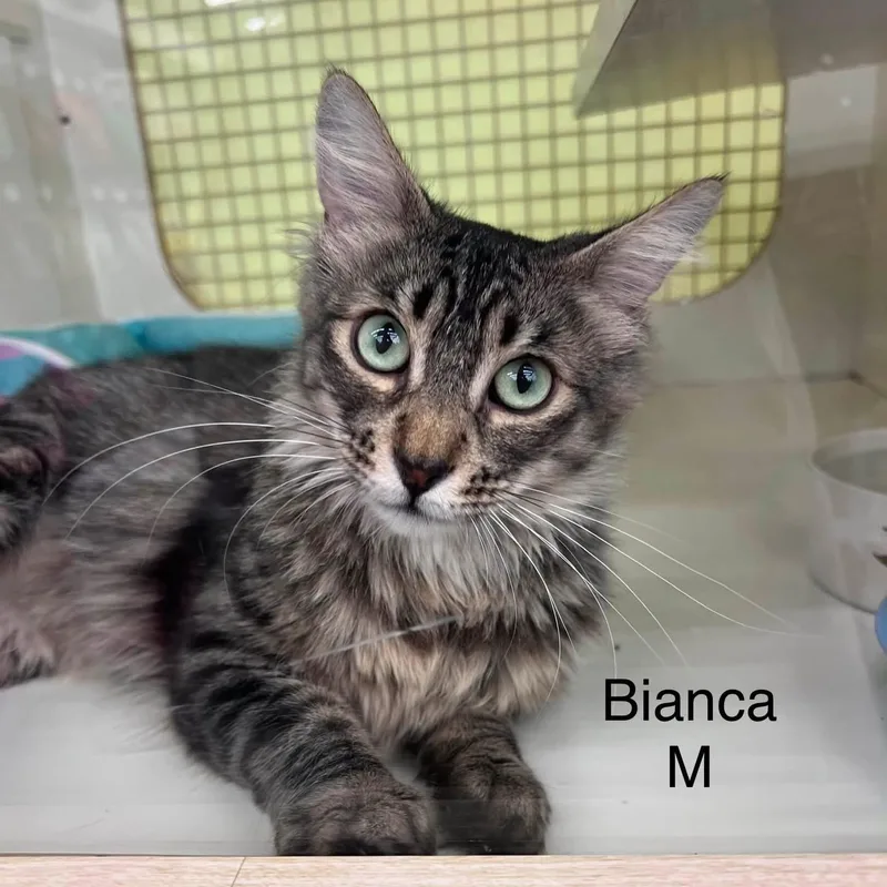 An adult medium-sized female Tabby (Gray / Blue / Silver) Tabby cat named Bianca M. for adoption in Sacramento, CA