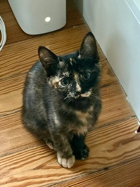 A baby medium-sized female Domestic Short Hair cat named Hazel for adoption in San Antonio, TX