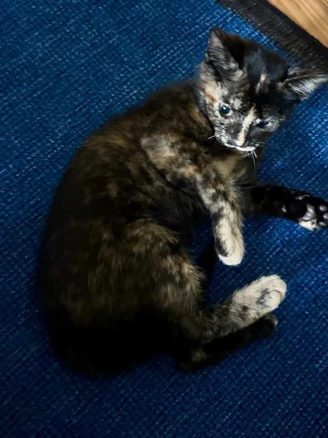 Hazel thumbnail 3