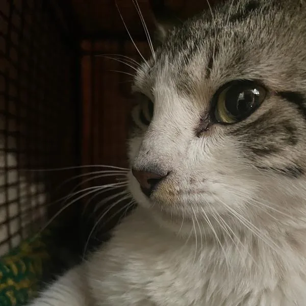 An adult small-sized male Domestic Short Hair cat named Paws for adoption in Des Moines, IA