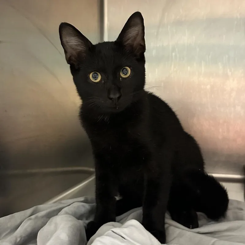 A baby medium-sized male Black Domestic Short Hair cat named Cosmo for adoption in Chattanooga, TN
