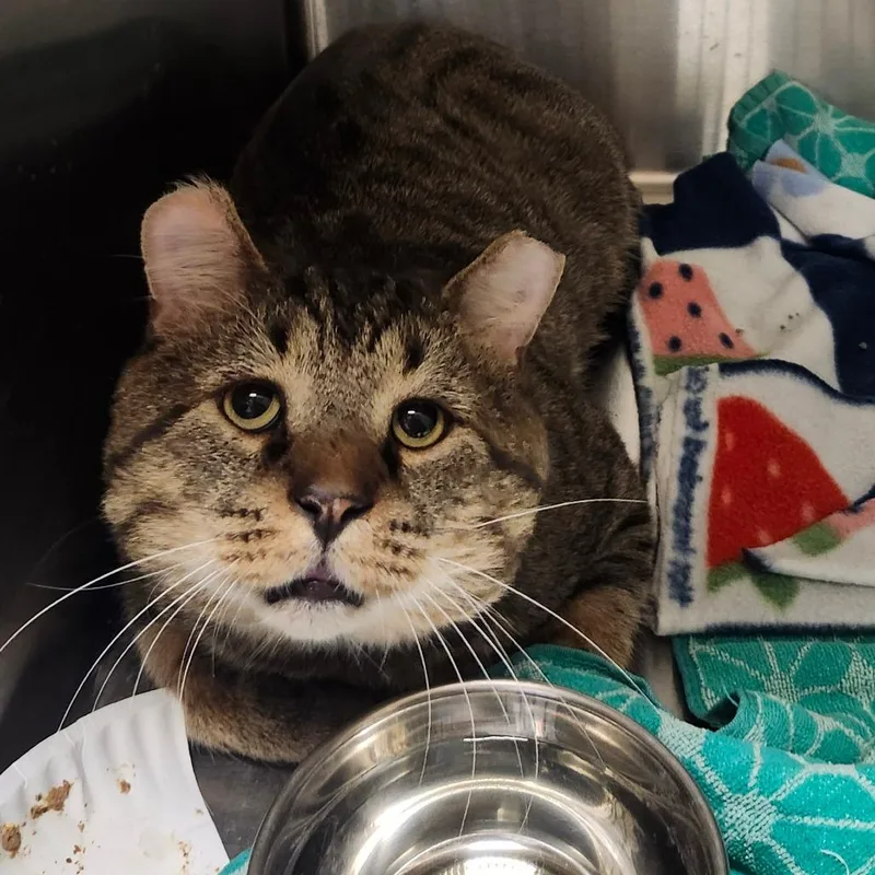 An adult extra large-sized male Domestic Short Hair cat named Mr. Mister for adoption in Columbia Station, OH