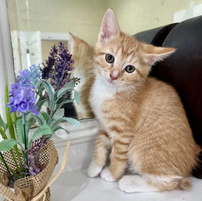 A baby small-sized female White Domestic Short Hair cat named Copper for adoption in Lawrenceville, GA