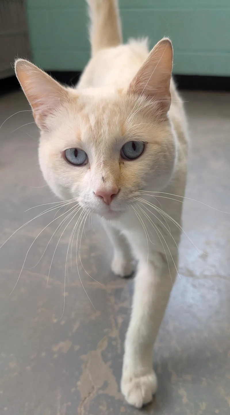 An adult medium-sized male Flame Point Domestic Short Hair cat named Henry for adoption in Bisbee, AZ