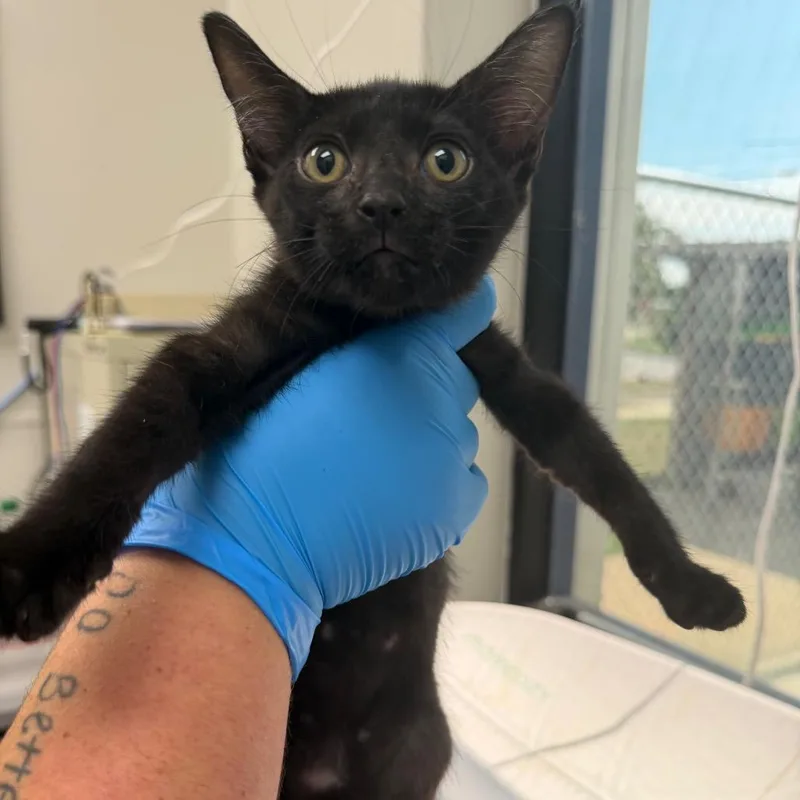 A baby small-sized female Black Domestic Short Hair cat named Transport for adoption in Columbiana, AL