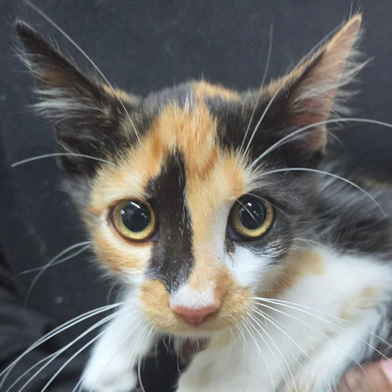 A baby small-sized female Calico Domestic Short Hair cat named Carley for adoption in Madisonville, KY