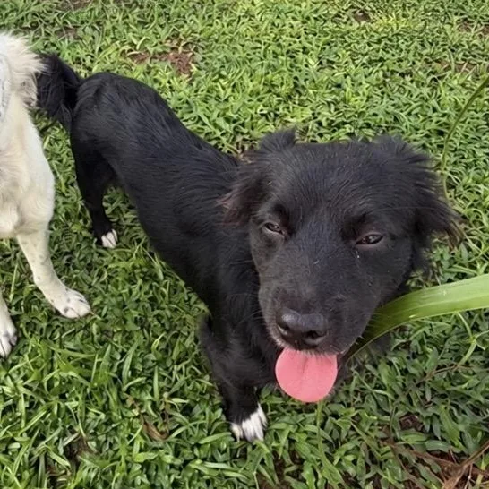 A young small-sized male Terrier dog named Orion for adoption in GREENVILLE, NC