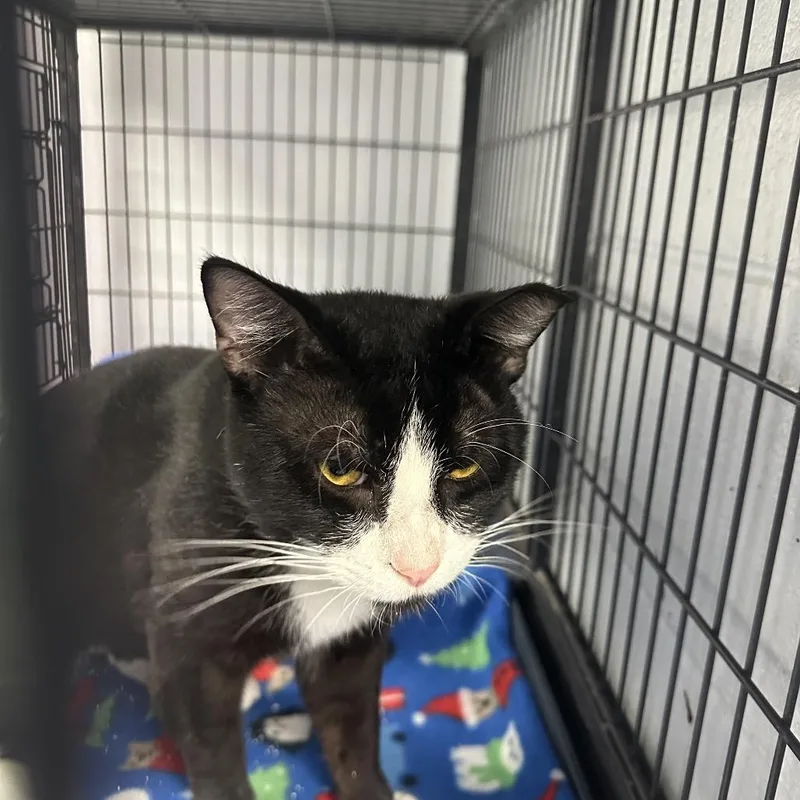 An adult small-sized male Black Domestic Short Hair cat named Huckleberry Aka Mr. Big for adoption in Duncan, OK