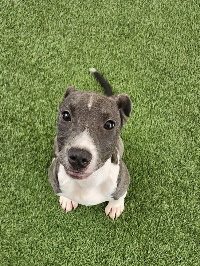 A baby medium-sized male Pit Bull Terrier dog named Connor for adoption in Hopkinsville, KY