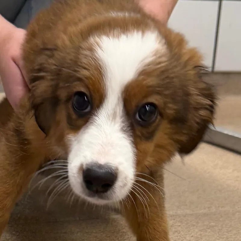 A baby small-sized female Australian Shepherd dog named Sally for adoption in Zanesville, OH