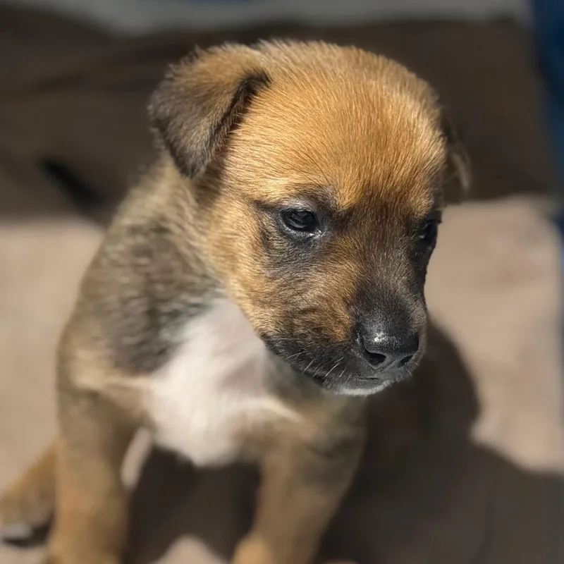 A baby small-sized female Brown / Chocolate Mixed Breed dog named Folk for adoption in Midland, TX