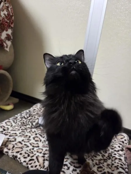 An adult medium-sized male Domestic Long Hair cat named Flower for adoption in Oceanside, CA
