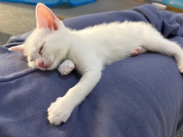 A baby medium-sized female Buff & White Domestic Short Hair cat named Lil Beep for adoption in Hillsboro, OR