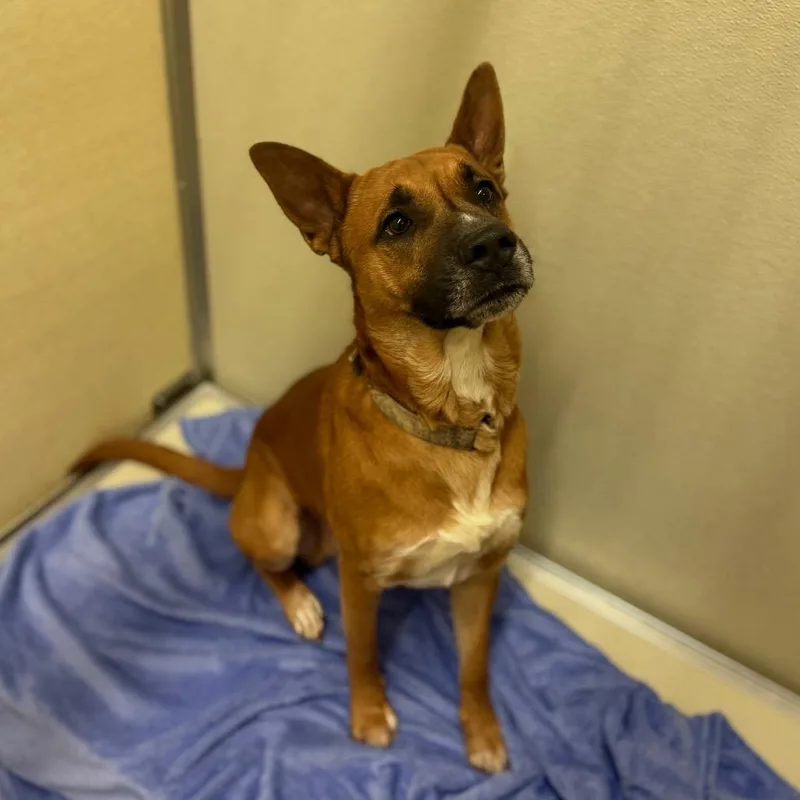 Poo Bear thumbnail 2