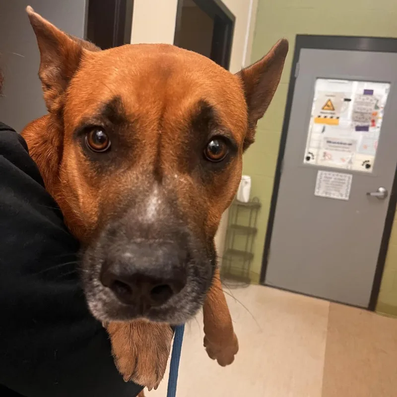 Poo Bear thumbnail 3