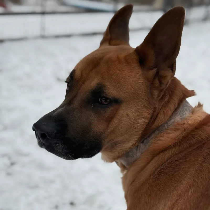 Poo Bear thumbnail 4