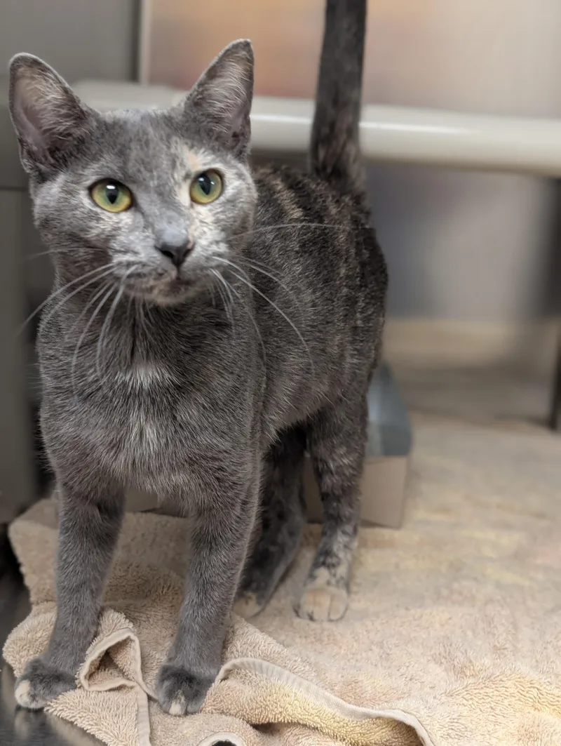 A young medium-sized female Domestic Short Hair cat named Pandora for adoption in St. Augustine, FL