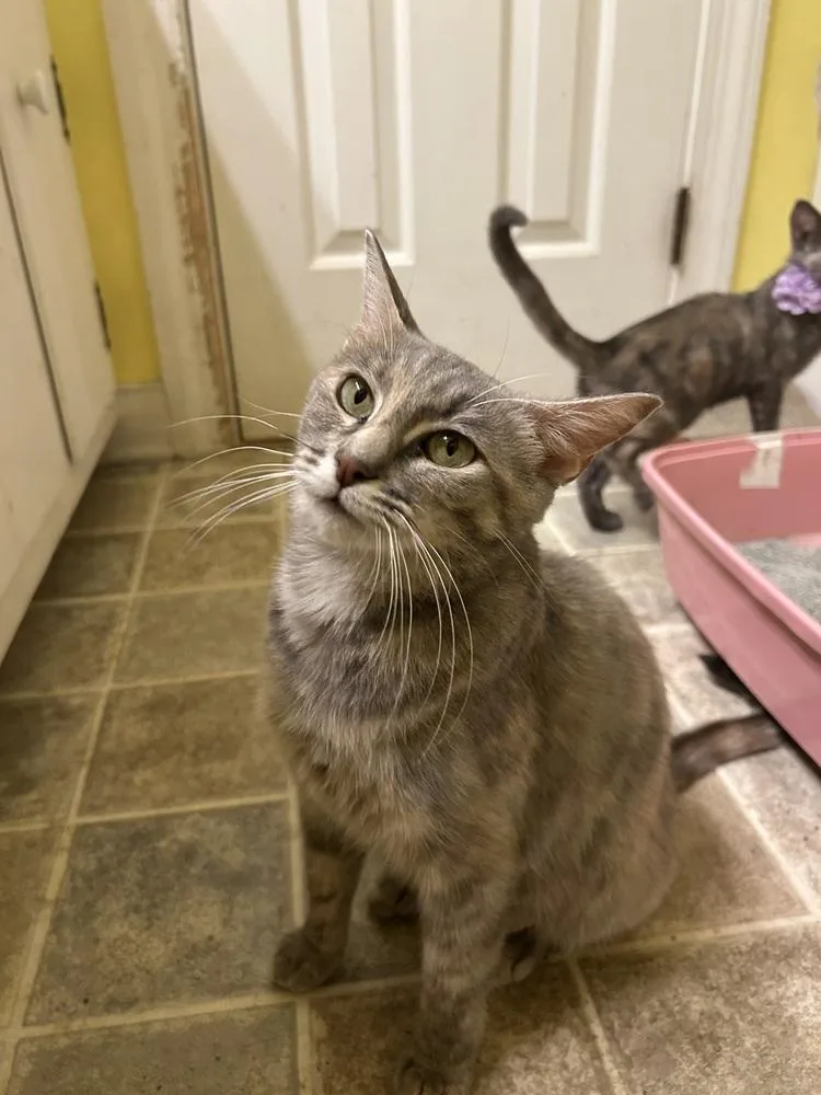 A young medium-sized female Buff / Tan / Fawn Domestic Short Hair cat named Fiona for adoption in Henrico, VA