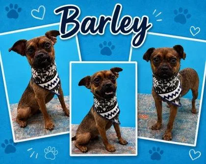 Barley