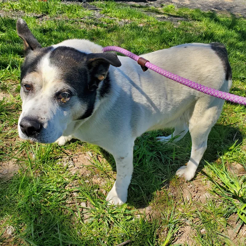 A senior large-sized male White / Cream Shepherd dog named Pop for adoption in Jersey city, NJ