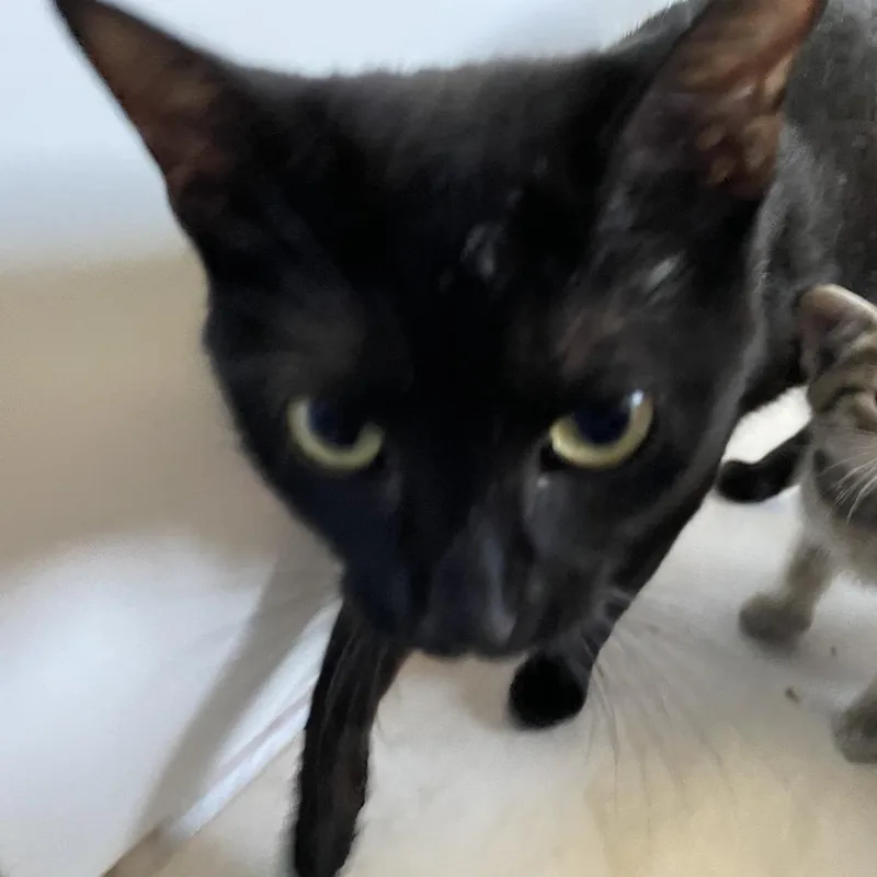 A young medium-sized female Black Domestic Short Hair cat named Gaia for adoption in Springfield, MA