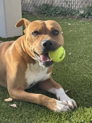 An adult medium-sized male Pit Bull Terrier dog named Bowser for adoption in Gainesville, FL