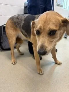 An adult large-sized male Labrador Retriever dog named Roman for adoption in Haw River, NC
