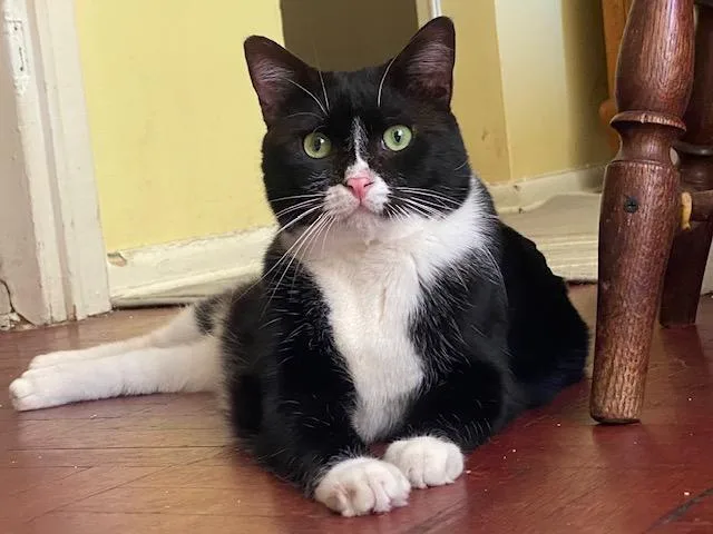 An adult medium-sized male Black & White / Tuxedo American Shorthair cat named Aiden And Seamus for adoption in brooklyn, NY