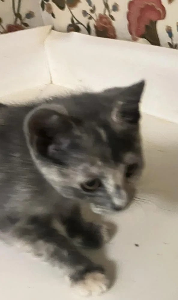 A baby small-sized female Tortoiseshell Domestic Short Hair cat named Portia Et for adoption in Greenville, SC