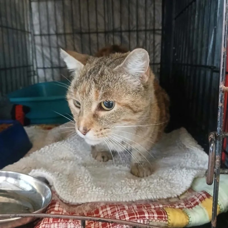 An adult small-sized female Calico Domestic Short Hair cat named Grizabella for adoption in Stephenville, TX
