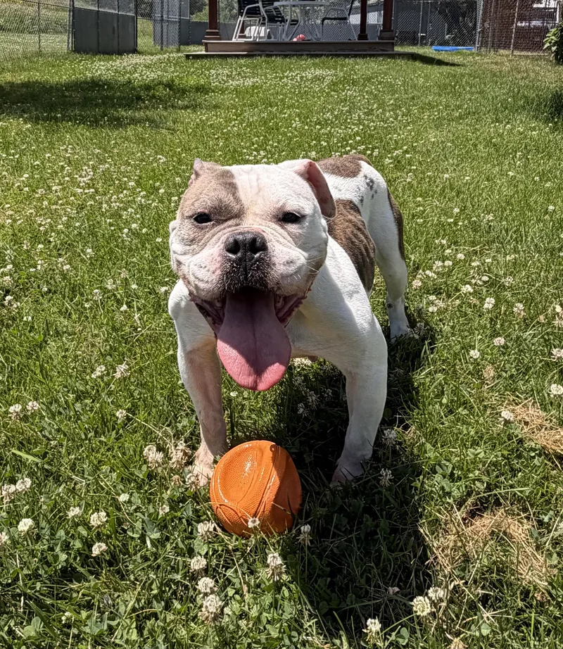 An adult medium-sized female White / Cream Bulldog dog named Brooklyn for adoption in Charlestown, RI