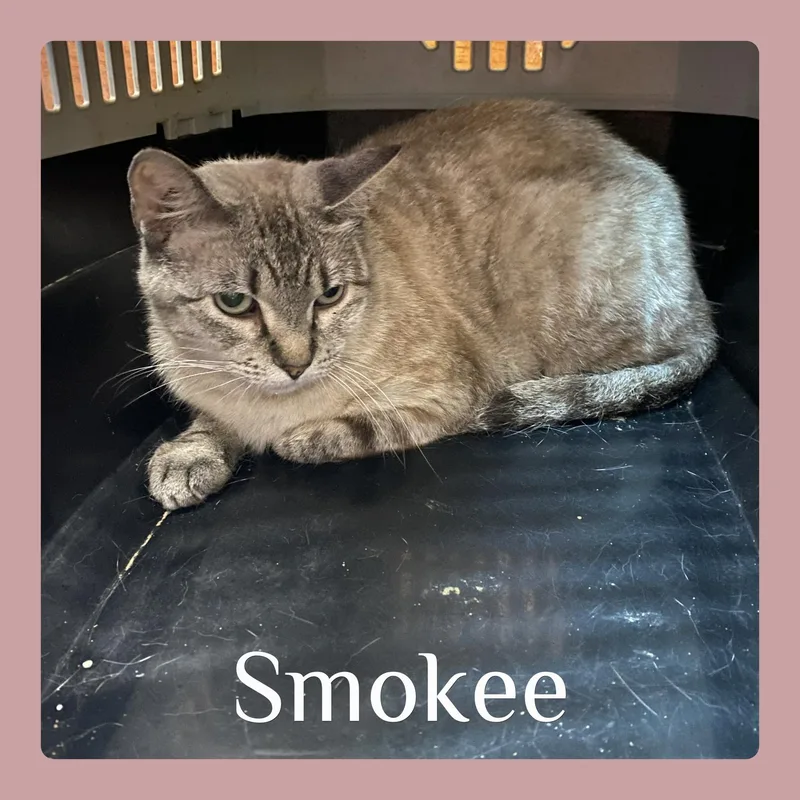 Smokee