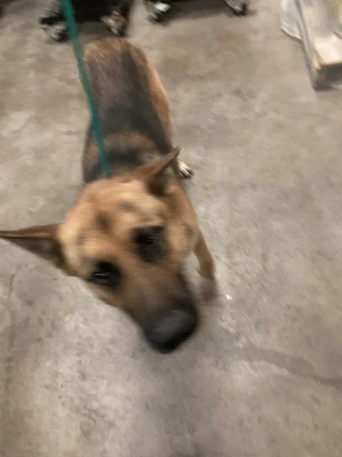 A young medium-sized male Mixed Breed dog named Train for adoption in Dallas, TX