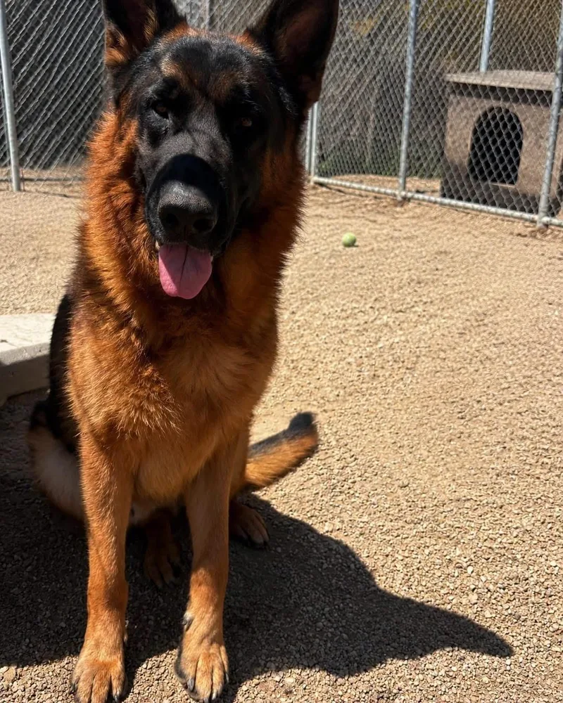 A young large-sized male Black German Shepherd Dog dog named Houston for adoption in New Rochelle, NY